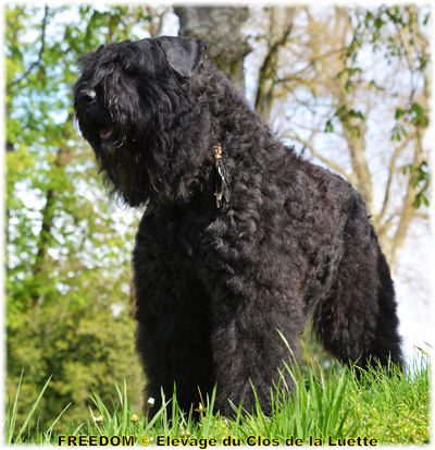 FREEDOM © Elevage de bouviers des flandres du Clos de la Luette specialisé pour le bouvier des flandres Copyrigth depose